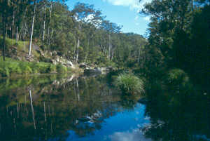 Carnarvon Gorge