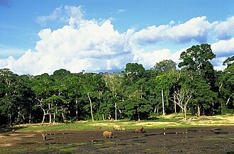 Dzanga Sacred Forest