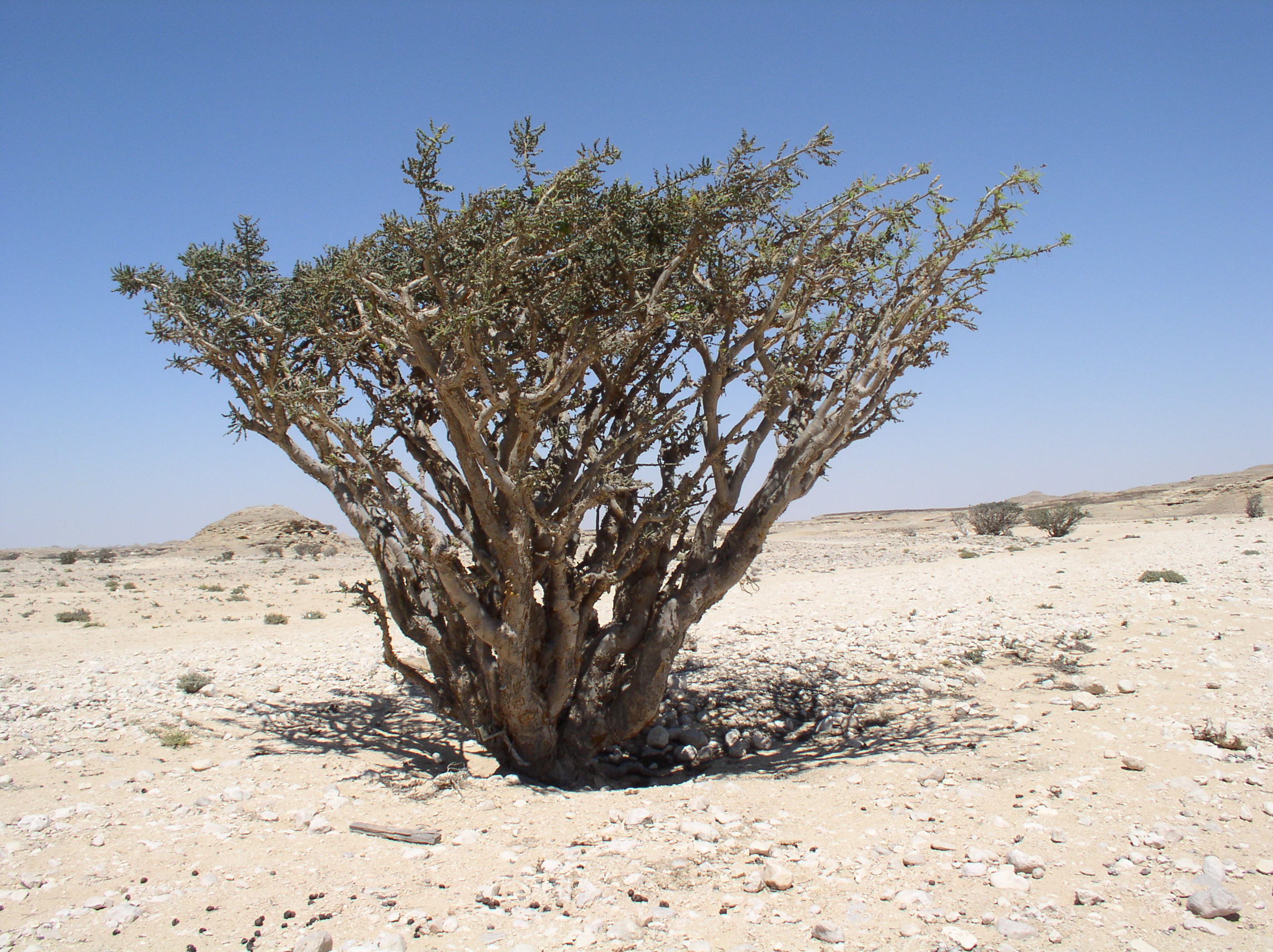 Land of Frankincense Sites