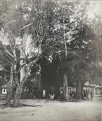 Mankessim (Nananom Mpow Sacred Grove)