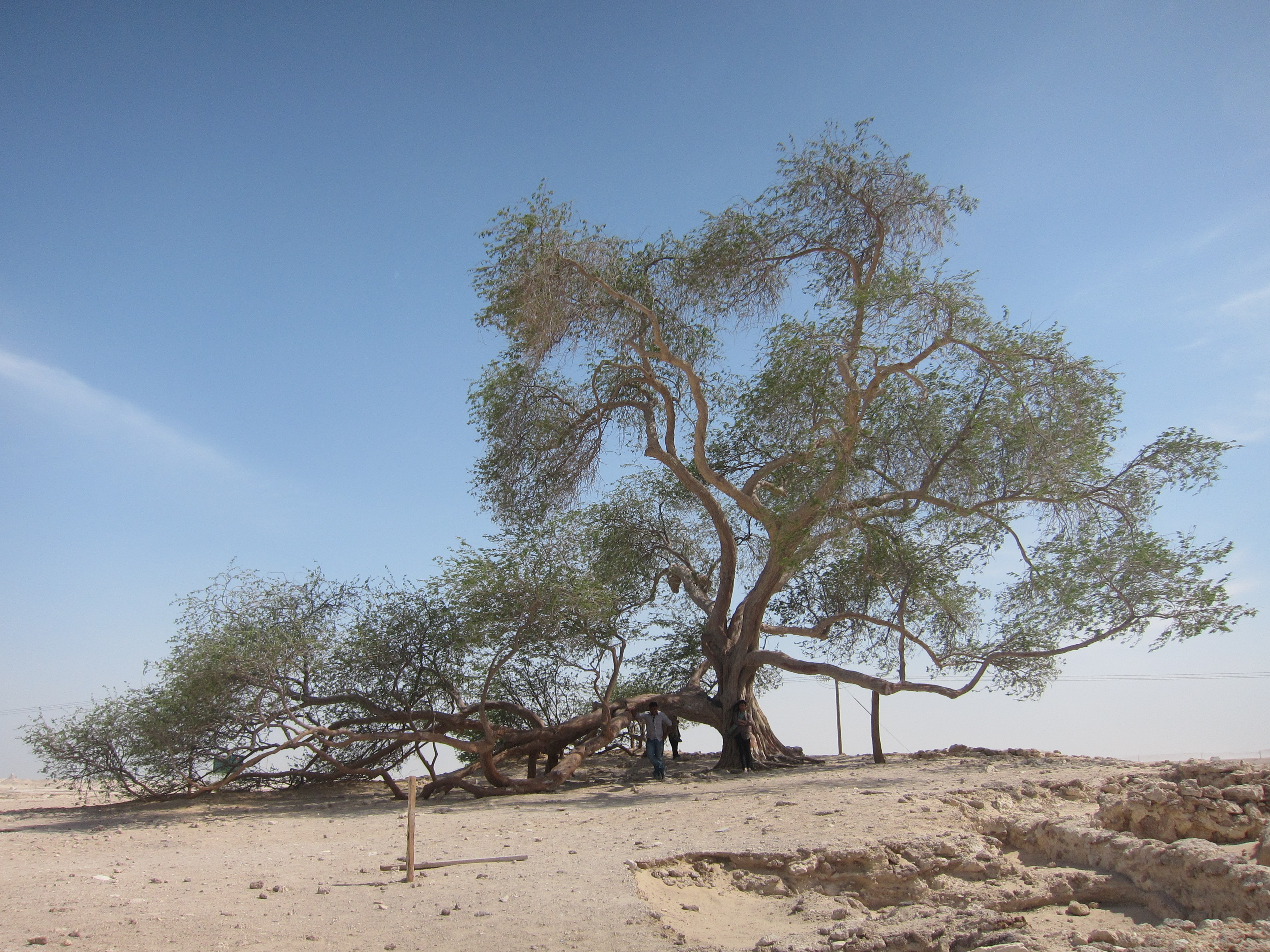 Tree of Life (Bahrain)